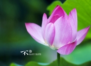 开云-雷恩铁壁，枫叶狂攻，富安健洋用一场反暴政的防守，为加拿大足球上了一课