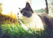 开云体育APP下载-从亚特兰大到美加墨，当老鹰展翅之时，新王已然加冕