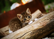 开云体育中国-绿茵铁链与闪电风暴，李刚仁防守艺术与克罗地亚的致命二连击