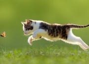 开云体育在线-英格拉姆40+10全面爆破热火防线 太阳末节逆转捍卫主场