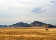 开云下载-西域铁骑遭遇三分雨，现代曹操恩比德导演篮网速胜新疆