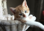 开云体育登录-青涩雷霆掀翻王朝余烬，文班亚马于无声处的绝杀进化论