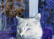 开云平台-最后一舞，迪马利亚的美加墨心跳