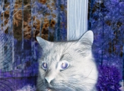 开云平台-最后一舞，迪马利亚的美加墨心跳