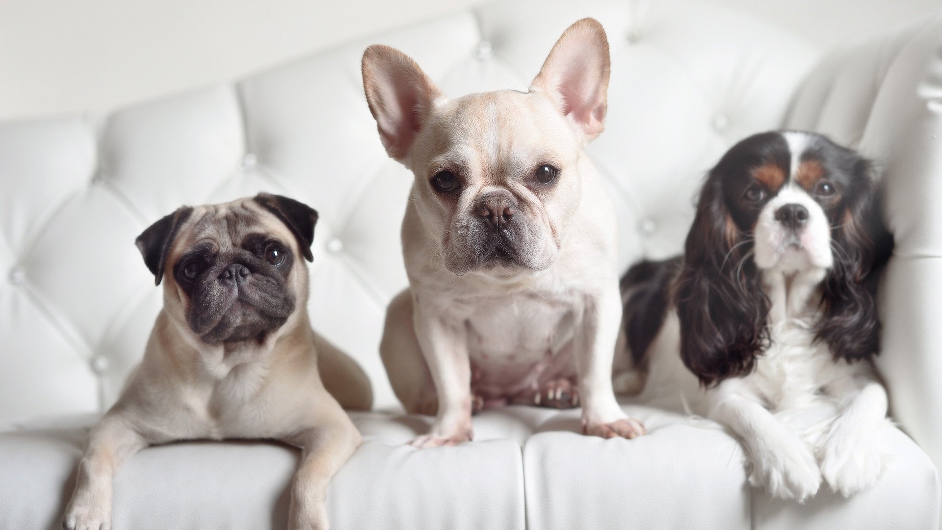 一记头槌,改写历史,德里赫特的争冠绝唱