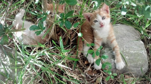 钢铁对决,独行侠斩落凯尔特人,马克西在年度焦点之战接管比赛