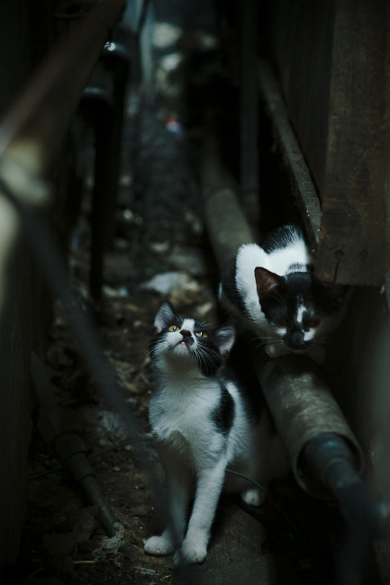 掘金攀越首钢之墙,抢七夜,跨越的不只是一轮系列赛