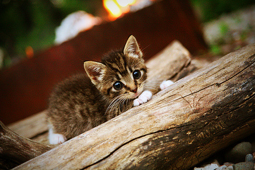 绿茵铁链与闪电风暴，李刚仁防守艺术与克罗地亚的致命二连击
