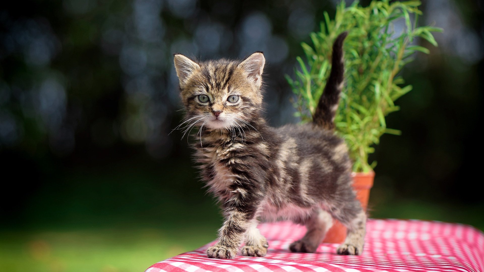 跨越时空的热血,广东加时擒雄鹿,文班亚马在绿茵场接管英超争冠战