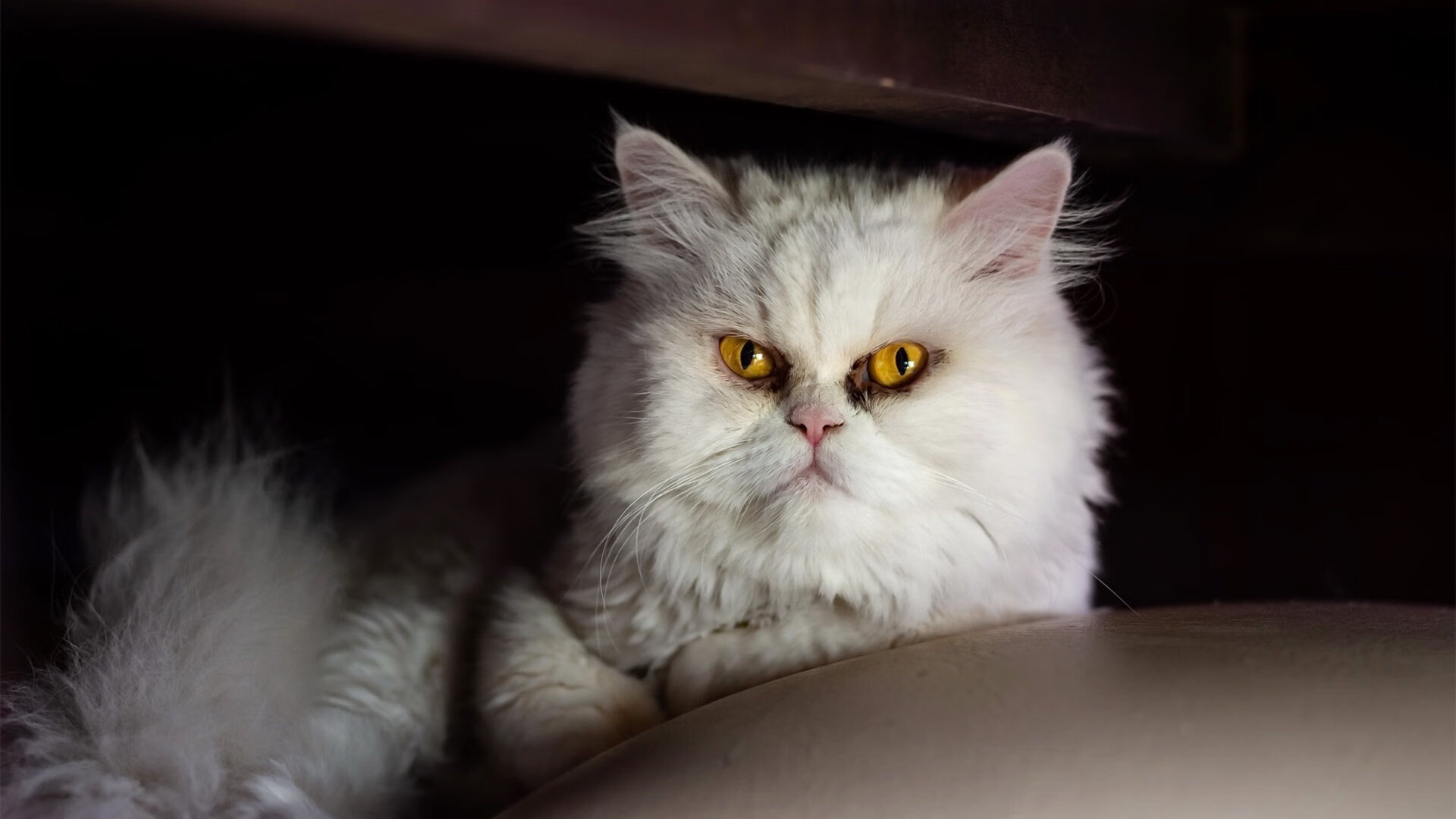 审判之夜与加冕之路，2026世界杯决赛，姆巴佩用三记不可能的进球改写足球历史