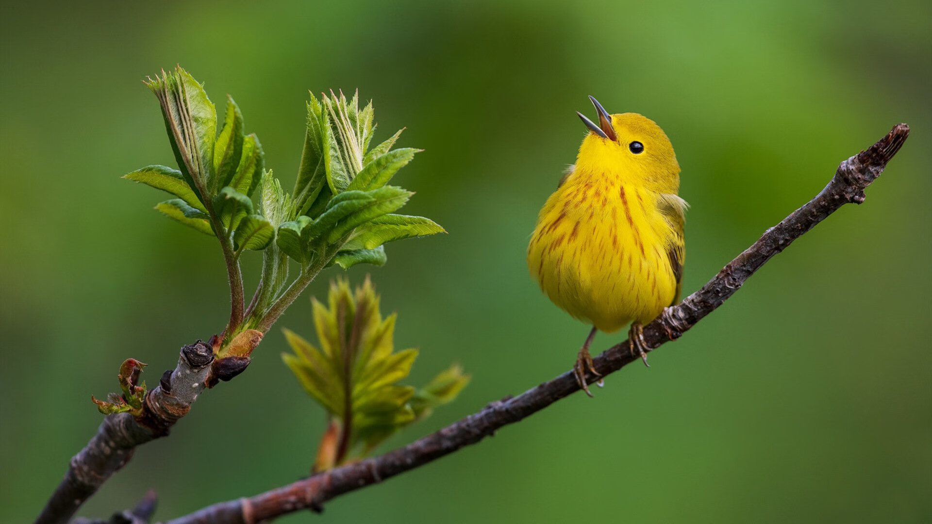 南十字星照耀威斯特法伦,新西兰的足球童话与马丁内利的加冕时刻