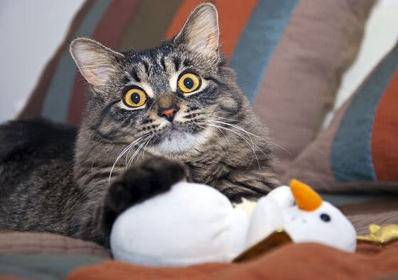 乔治引爆沉默森林狼,谁在更衣室砸碎了战术板?