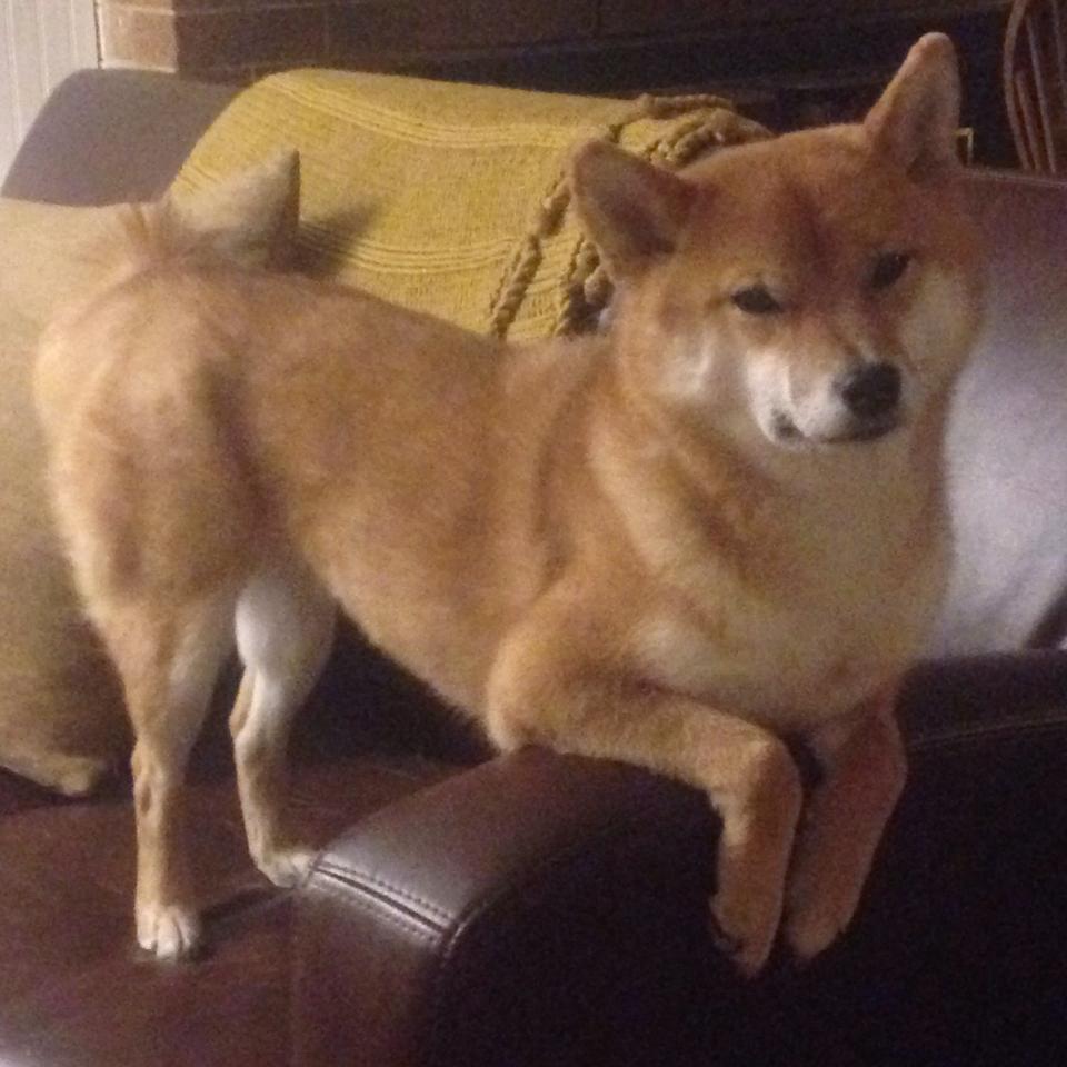 巅峰之战！新王弑旧主，切特超远三分定乾坤，快船险胜篮网夺赛点