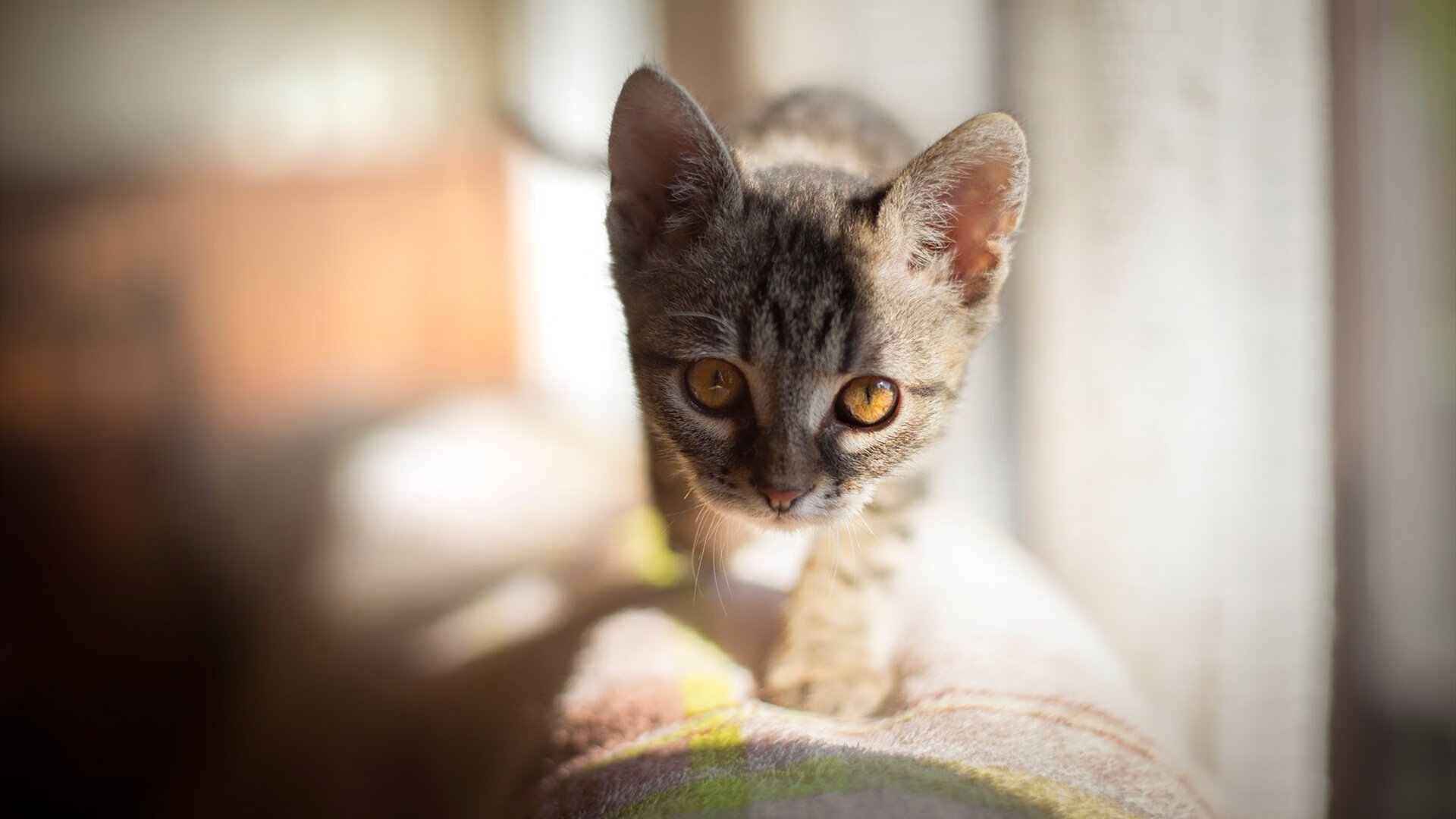 跨越领域的荣耀，西甲国家德比之夜与伦纳德的大场面传奇