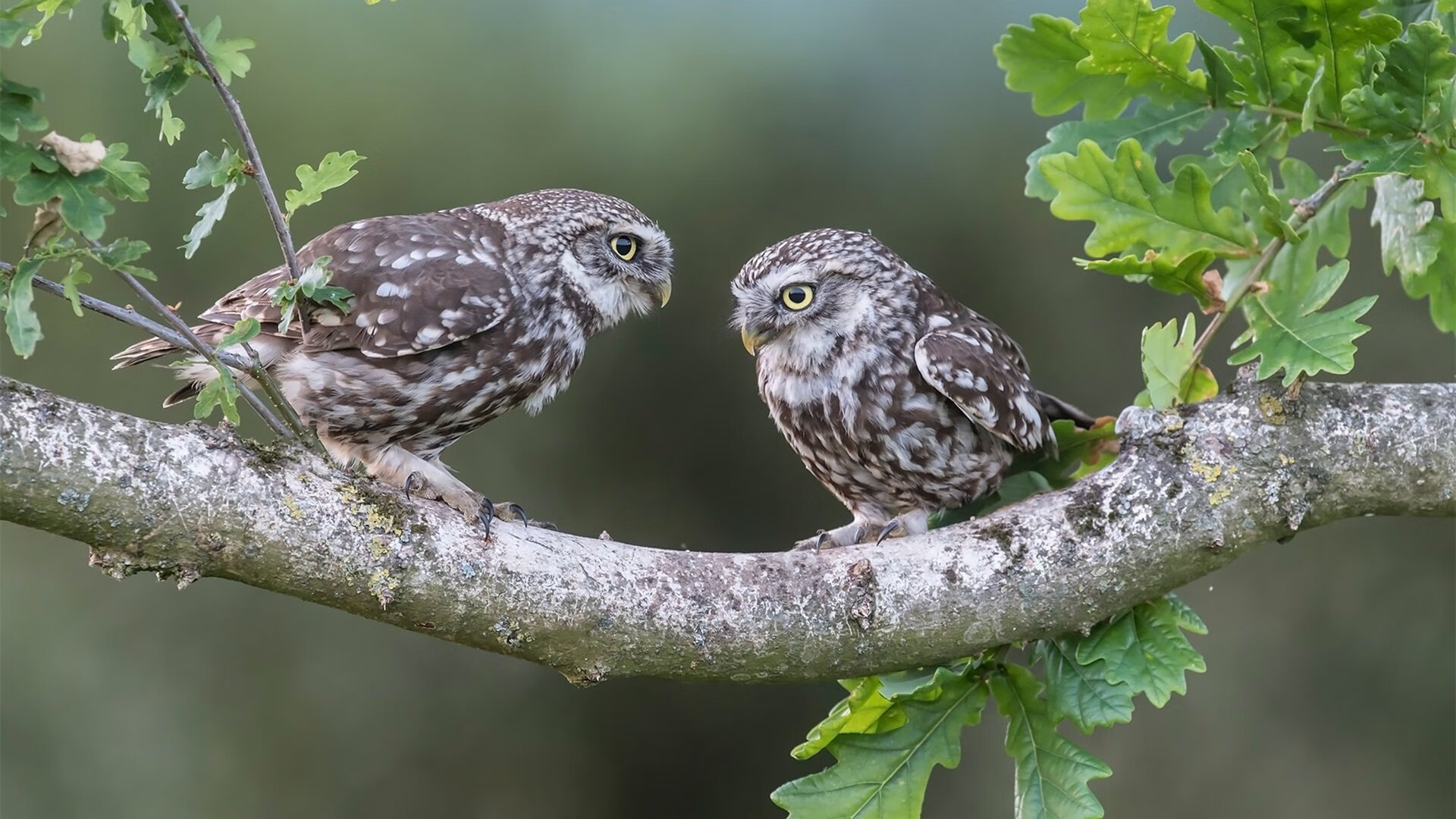 钢铁壁垒与魔法丝线,当哥斯达黎加的森林防线遇见斯通斯的后场魔法