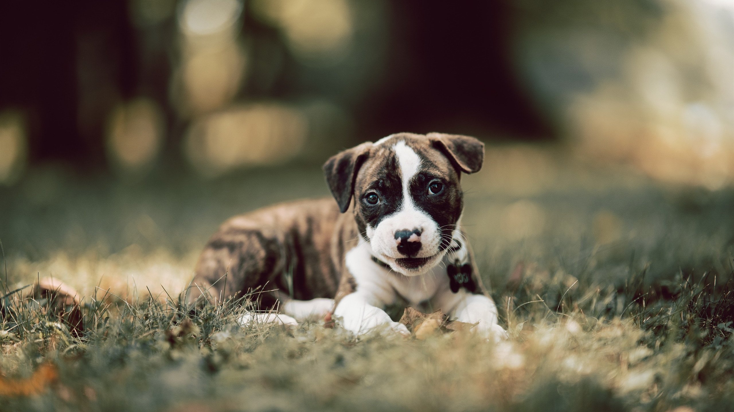 撕裂极光的火焰，洪都拉斯如何以冰岛方式击碎冰岛，巴尔韦德一炮点燃新大陆