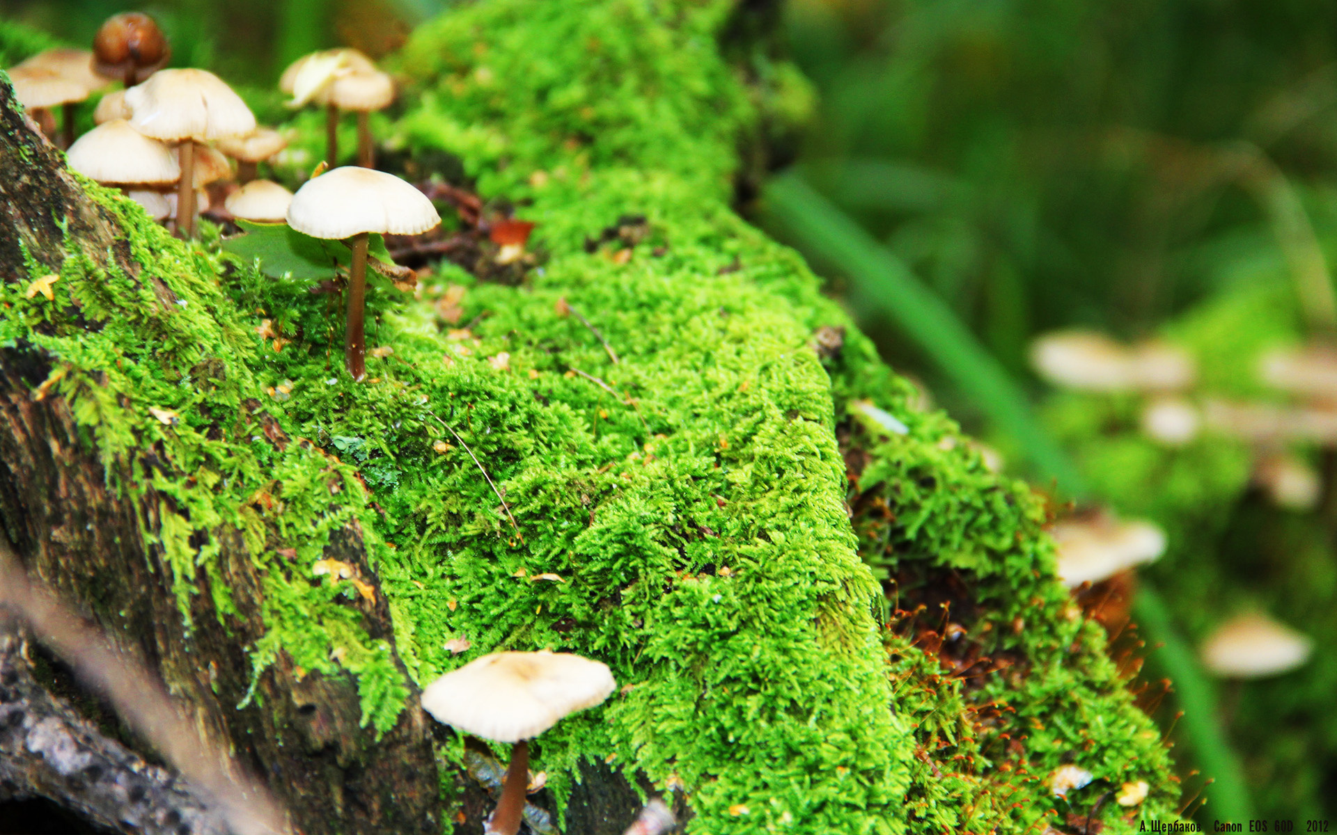 超时空对决，湖人跨维度防守锁死黄蜂，改写东决赛局